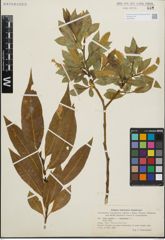 Foto von Salix fragilis L. x Salix pentandra L.